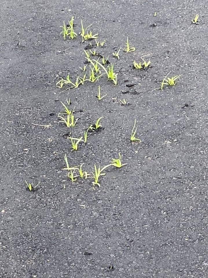 Just look at the new road that was constructed by the administration of Hope Uzodinma at Eugene Ópara Crescent, behind Forever Hotels, Owerri. Grasses are already growing on the newly tarred road... 

😂😂