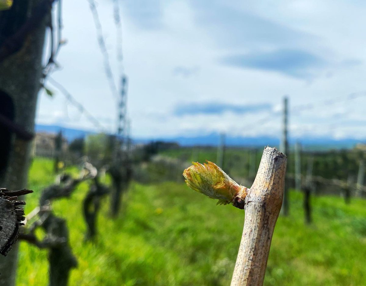 Back to life 😍🍇 #wakingup #organicwine #winelover #wine #vignaioliindipendenti