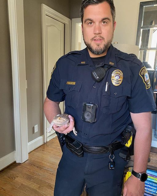 Backwater Reptiles tweet media