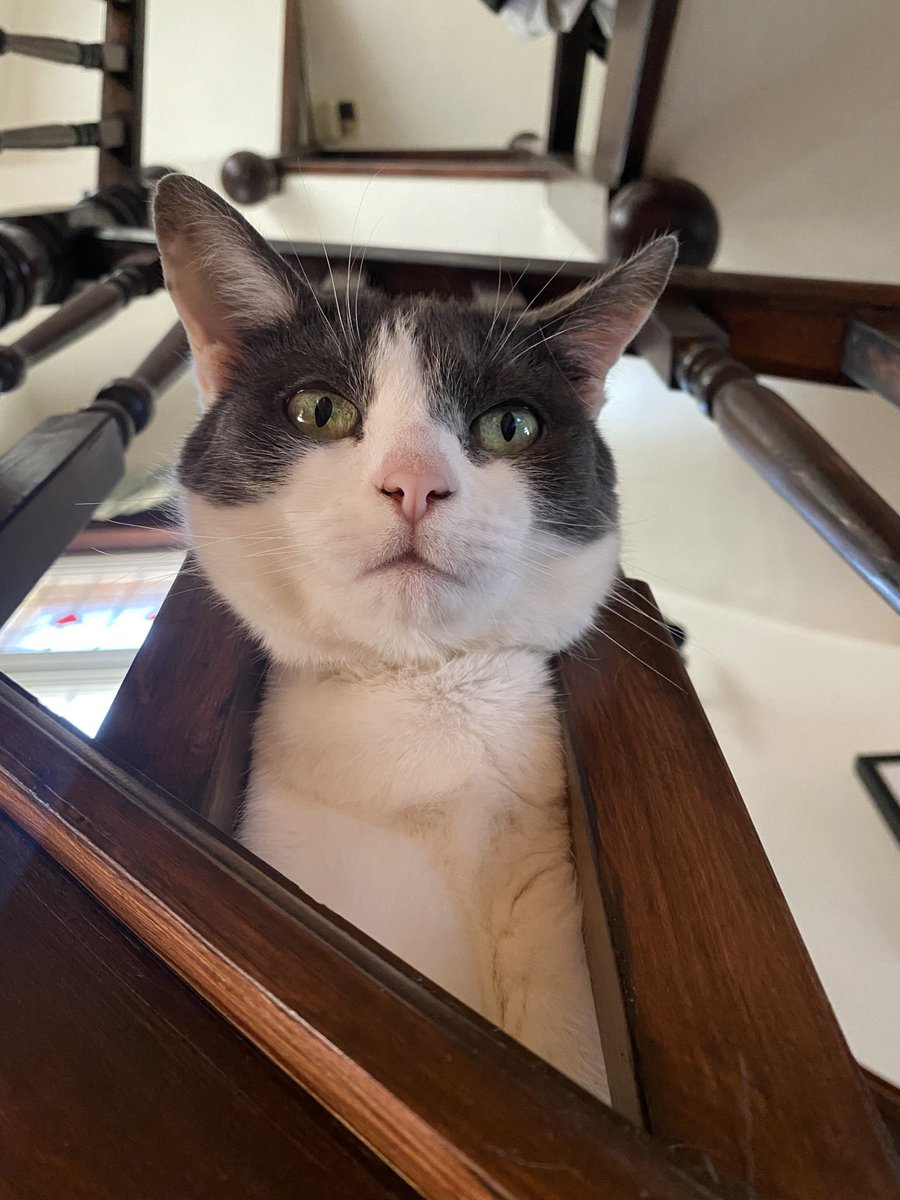 This is the cat’s favourite spot from which to disapprove of the dog

#CatsOfTwitter