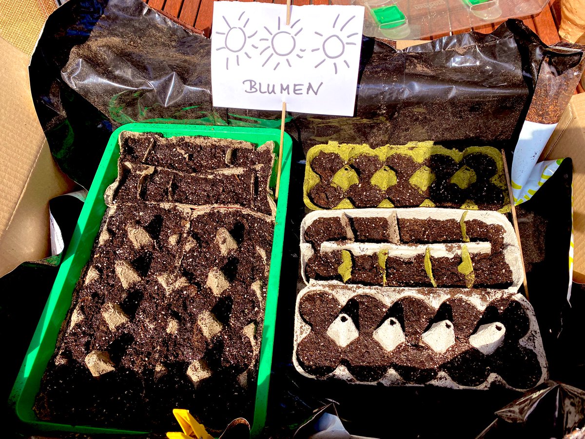 mach jetzt auch in #Sonnenblumen - wenn’s klappt! #franken #Energiesparen #sonnenblumenöl #garten