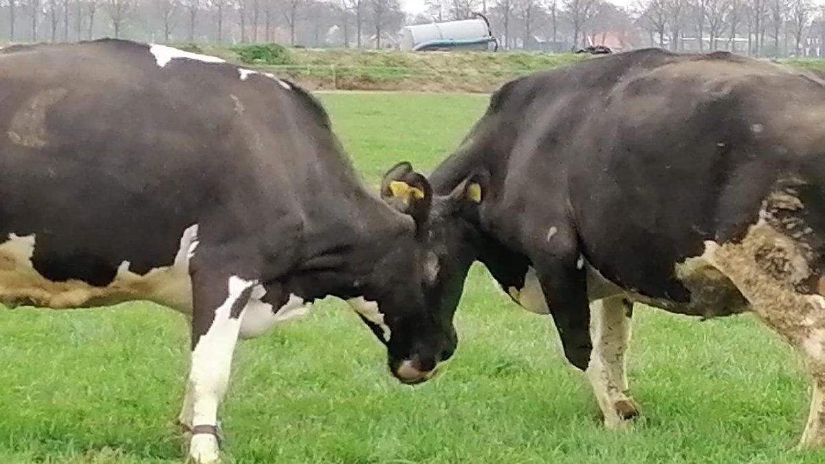 AstridLaLalove's tweet photo. Ze bleven maar bezig. Toen maar een voor een naar voren begeleid.
#siëstabeweiding #lekkerweerkoetjesophalen #onzeboerderij #rangorde? https://t.co/K1DZAQpmBY