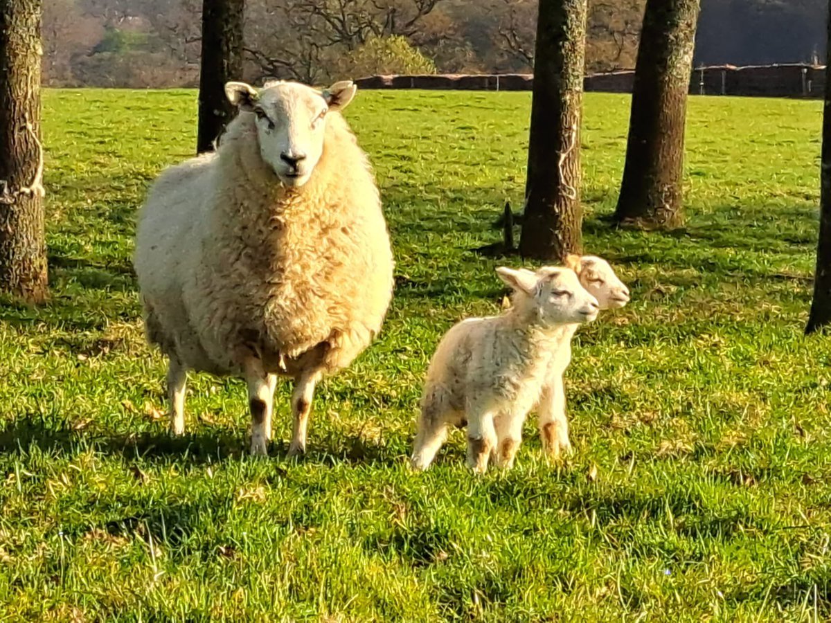 Lovely day to be lambing.. #british #sheep thank you team, a great start to the season.