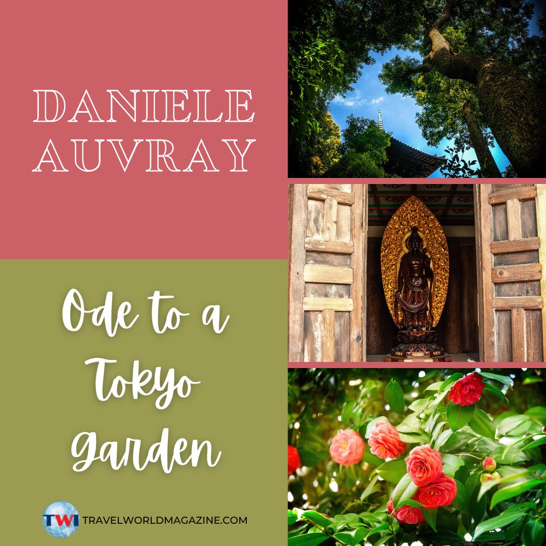 Daniele’s ‘Ode to a Tokyo Garden’ provides all the imagery and serenity you need. Read some history on how parts of the Sekiguchi Plateau, a scenic spot known for its wild camellias, flourished into a magnificent garden that is now known as Tsubaki-yama. More at the link in bio!