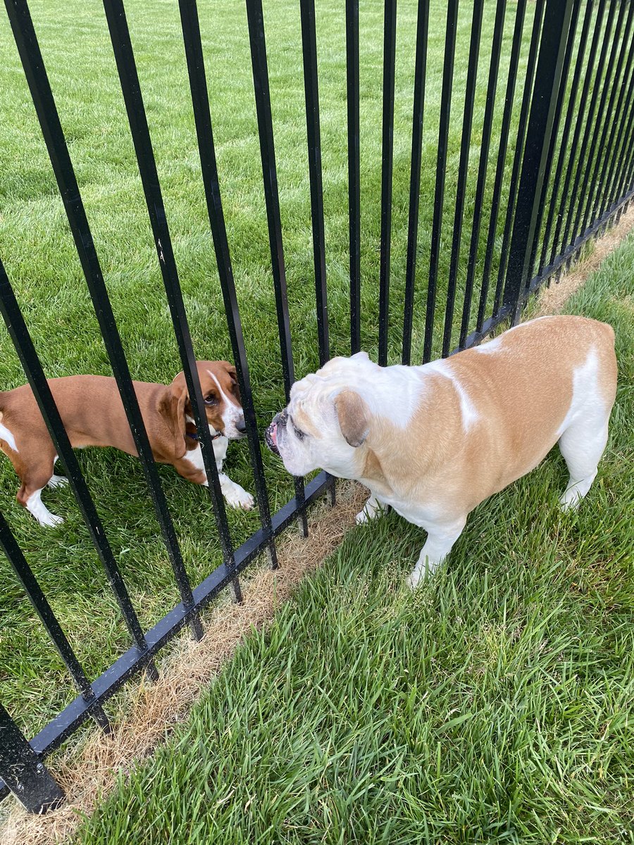 Dozer_The_Dog tweet media