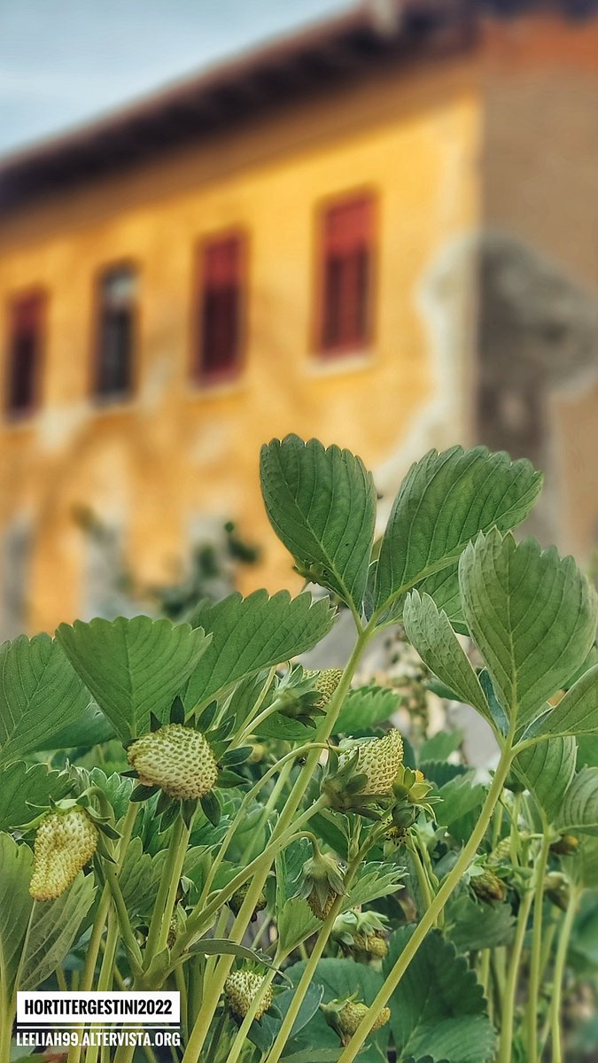 leeliah's tweet photo. Ci siamo, finalmente!!! 😍🥰😍
#HortiTergestini al @ParcoSGiovanni di #Trieste https://t.co/FTNu73VGy2