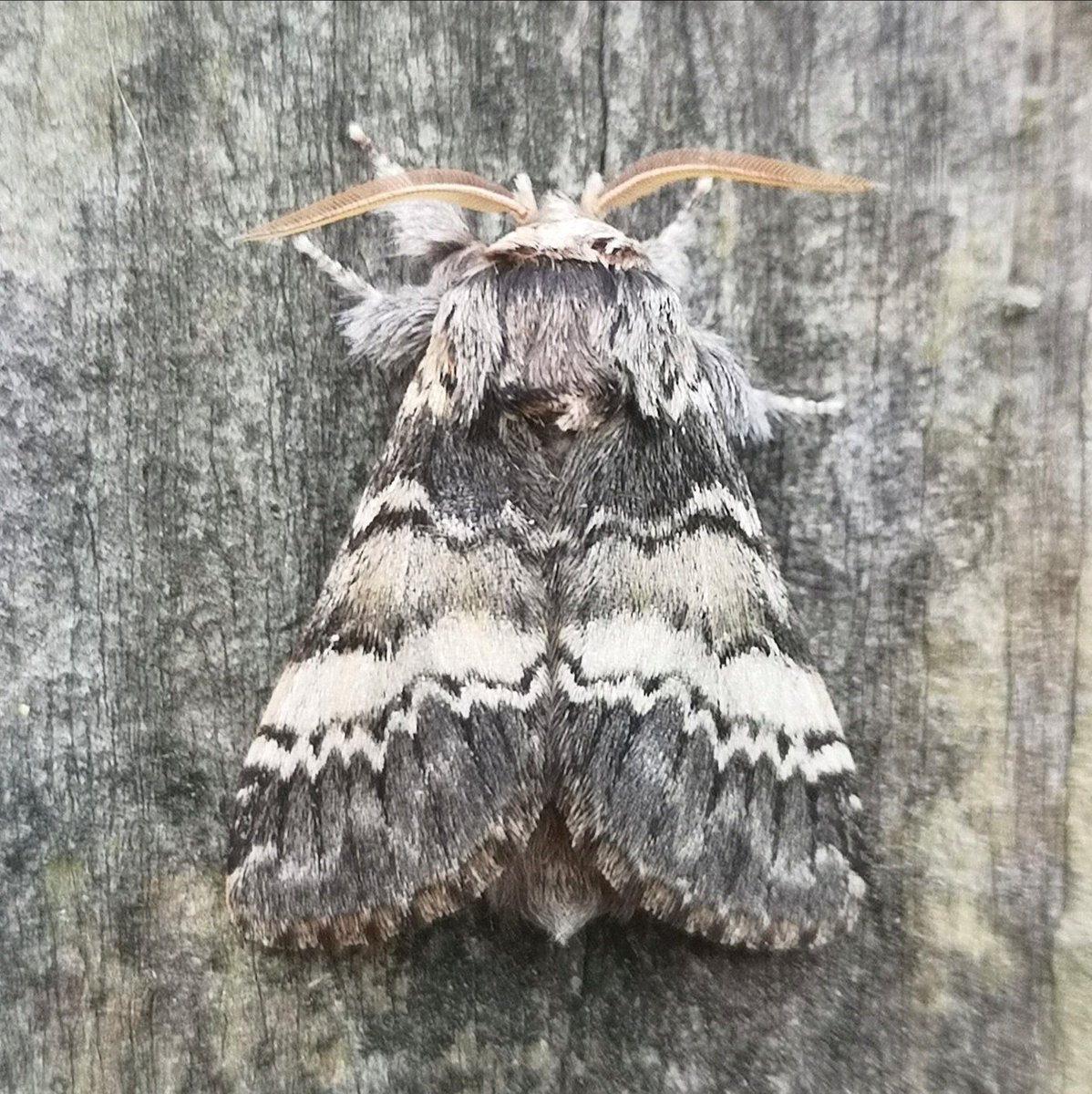 Chris Wilkinson (@birdsbuttsandn1) on Twitter photo Highlights from this morning's trap in the Prince's Coverts: A couple of pristine Scarce Prominents and a few Lunar Marbled Browns. <a href="/surreymoths/">Surrey Moths</a> Highlights from this morning's trap in the Prince's Coverts: A couple of pristine Scarce Prominents and a few Lunar Marbled Browns. <a href="/surreymoths/">Surrey Moths</a>