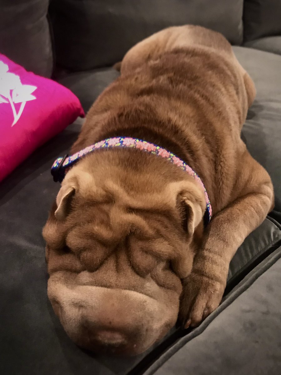 _Sharpei's tweet photo. Birthday girl yesterday had all the fun she could stand. Until she couldn’t stand anymore. 🥳 https://t.co/sgDXXApYe6