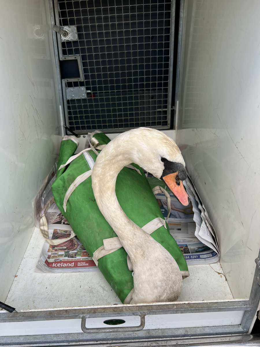 HerchyBoal's tweet photo. Rescued this swan today. Landed at the water plant and unable to fly. Taken to the vets & thankfully X-rays show no broken bones etc. Now recovering at wildlife centre. Eating well. Thanks to @stwater for calling @RSPCA_official. #ItsAGoodFriday ☺️🙏🏾🦢 https://t.co/aT5BZCSizI