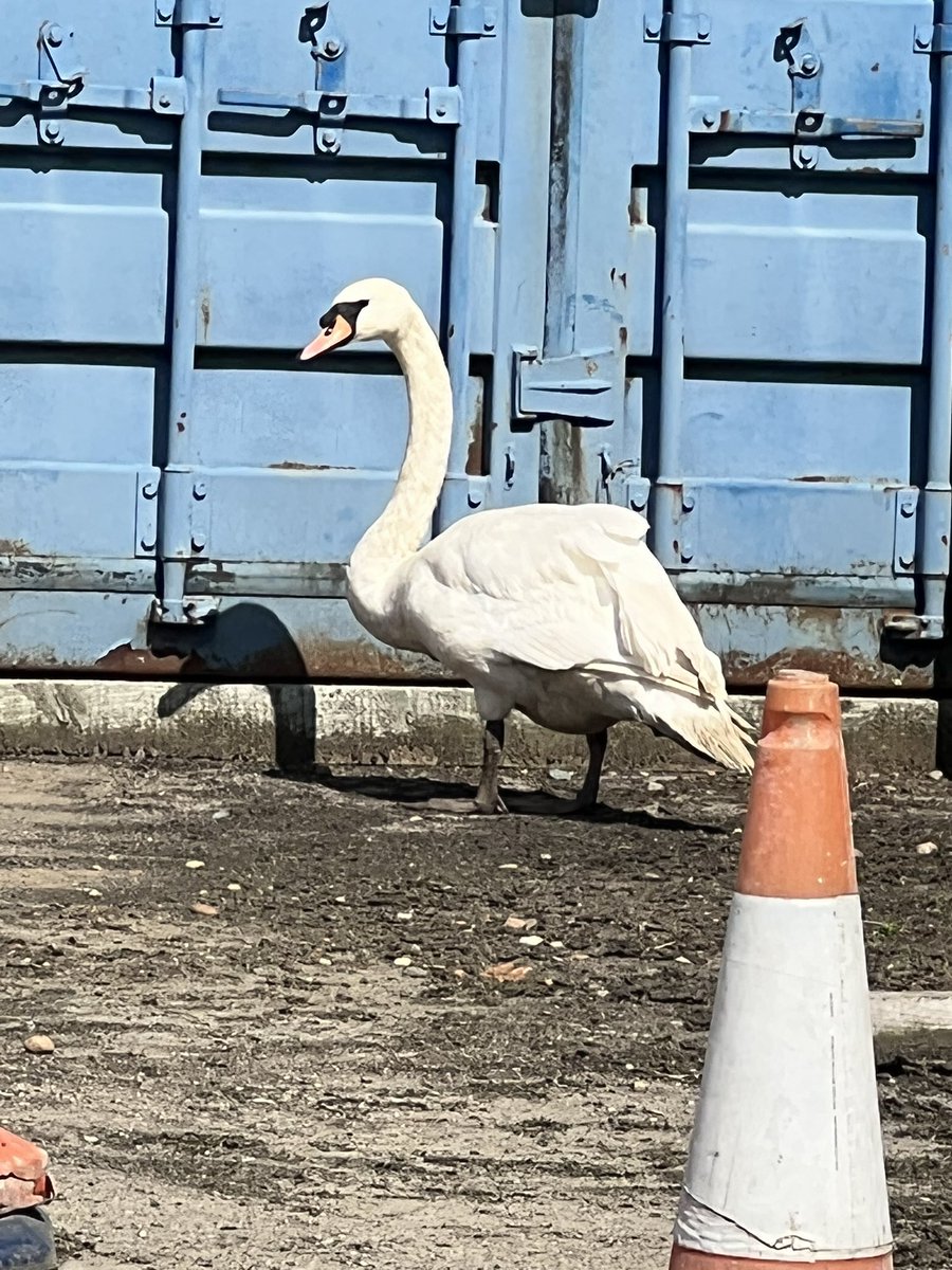 HerchyBoal's tweet photo. Rescued this swan today. Landed at the water plant and unable to fly. Taken to the vets & thankfully X-rays show no broken bones etc. Now recovering at wildlife centre. Eating well. Thanks to @stwater for calling @RSPCA_official. #ItsAGoodFriday ☺️🙏🏾🦢 https://t.co/aT5BZCSizI