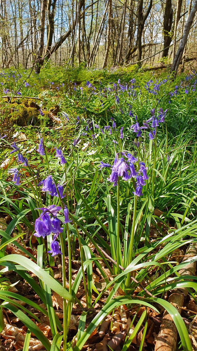 National trust visit to Nymans did the longest wood walk happy to report hundreds of early purple orchids amongst the bluebells @ukorchids @NymansNT @southeastNT @nationaltrust @NESussexandKent @SxBRC @Sussex_Botany