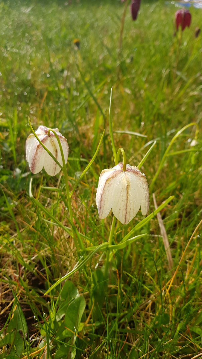 HenllysLNR's tweet photo. Our small Spring-flowering meadow is at its peak. Apple blossoms & Cuckoo flowers are almost open, some red campion are out & then the summer flowers will take over, ending with Devil's-bit scabious. #lovepollinators #volunteering https://t.co/QrenknfrMk
