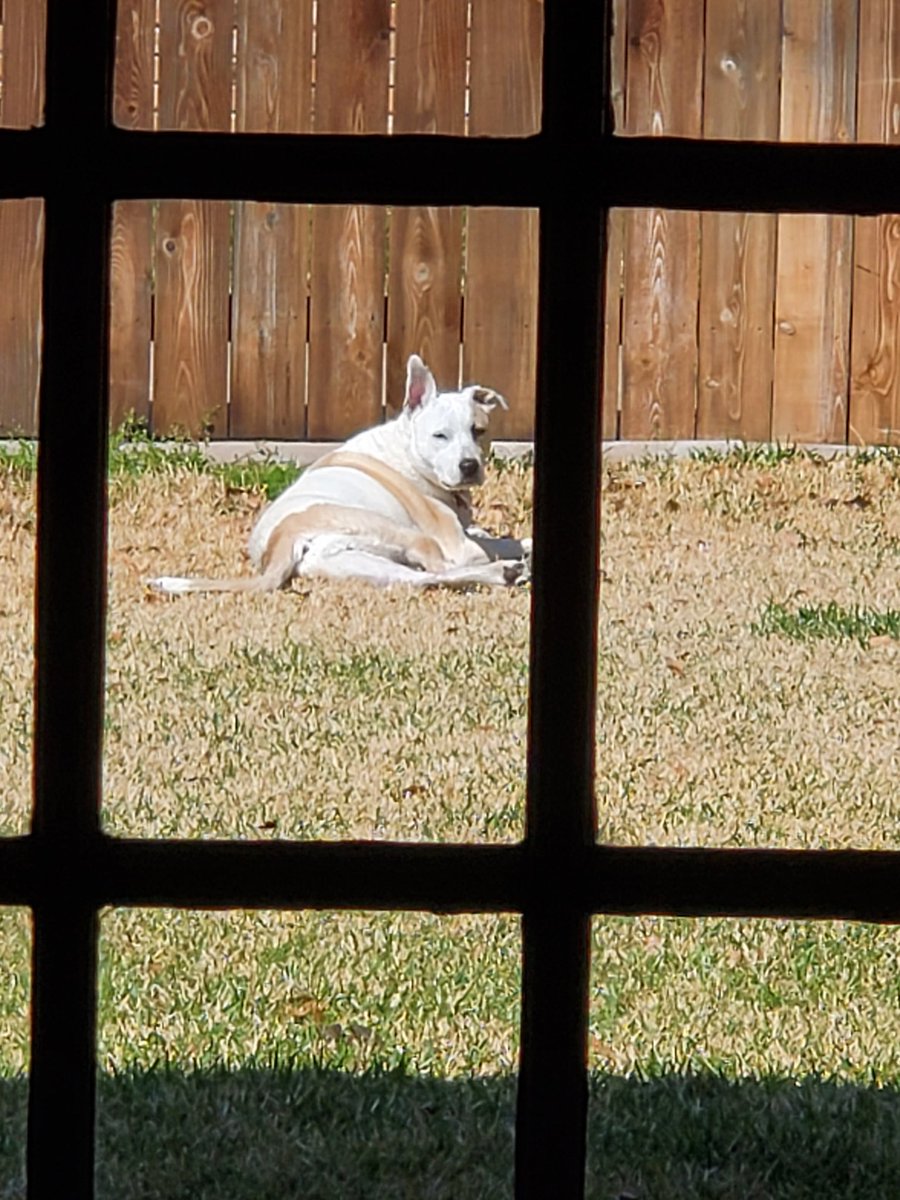RubyDawgOffcial's tweet image. Ahm chillen n da sun owt n mah bak yard. Whachu doin?
#Rubydawg #dogcelebration #Chillin #sunning #dogsoftwitter #DogsAreFamily