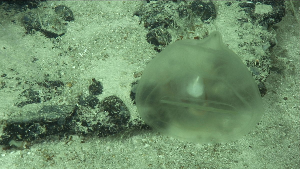Lunchtime! Who's hungry? Perhaps *not* this predatory tunicate, seen during #IlluminatingBiodiversity of Deep Waters of #PuertoRico expedition w/ possible food in its gut!

This entire family of tunicates has never been collected from Caribbean before.

oceanexplorer.noaa.gov/explorations/2…