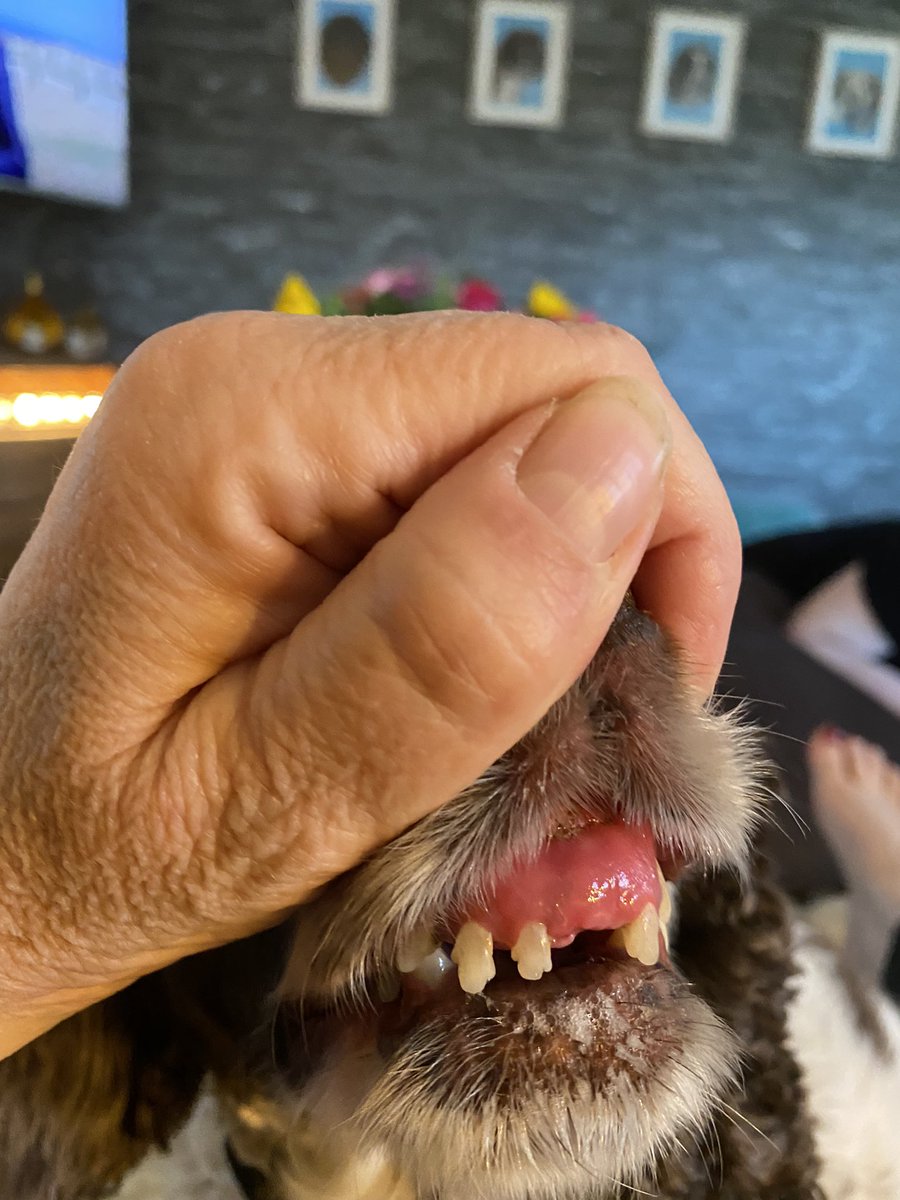 SpanielsSuper's tweet photo. Here it is! The crime scene! The evidence of the theft! My stolen toofy 🦷😔 It’s taken mum over a week to get a look 😢 I’m still very sad &amp; cross 😡 #MumHowCouldYou #NastyVettyMan #StoleMyToofy #PoorMo https://t.co/g6T2yhInAl