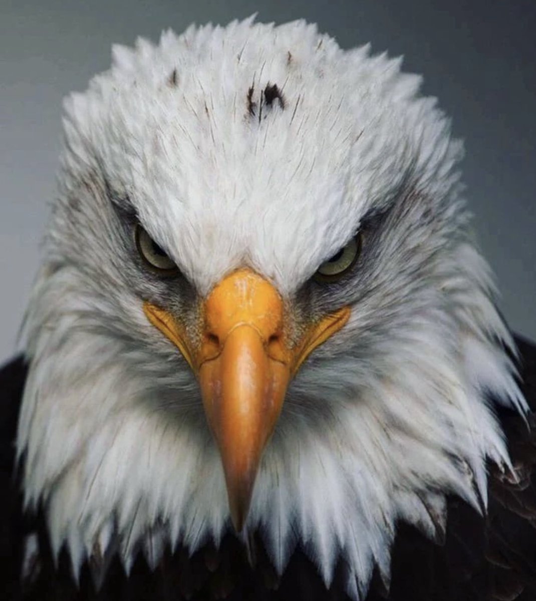 arifpasali's tweet image. Hayallerinin peşinden koş . Hedefe ulaşman için Sana son bir fırsat Ozaman #ComeToBitci 🧡🖤🤍🦅