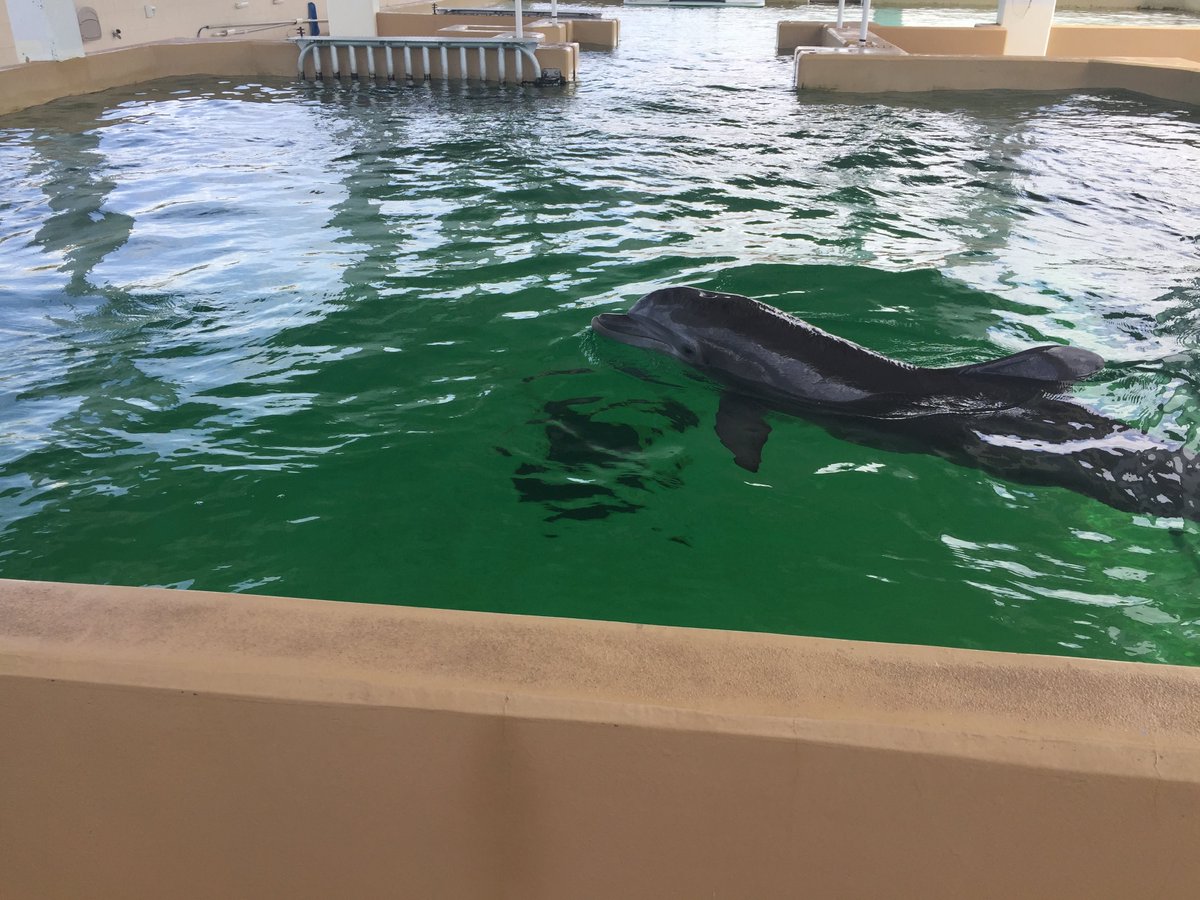 HollySouter6's tweet photo. The podcasts about the manatees reminded me of when I was in Clearwater, FL, and visited the marine life rescue center! #ees028 https://t.co/PNQuTql5rT