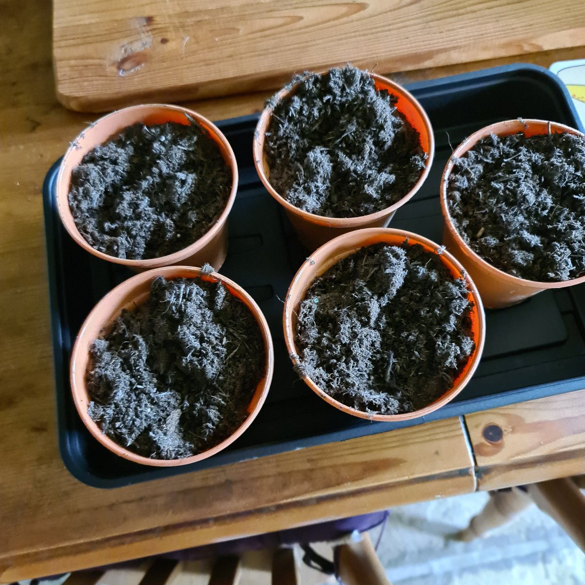 Last week work sent all of its employees a bar of chocolate and a packet of 🌻 seeds for Easter.  Seeds are now sown so let the competition for the tallest 🌻 begin.