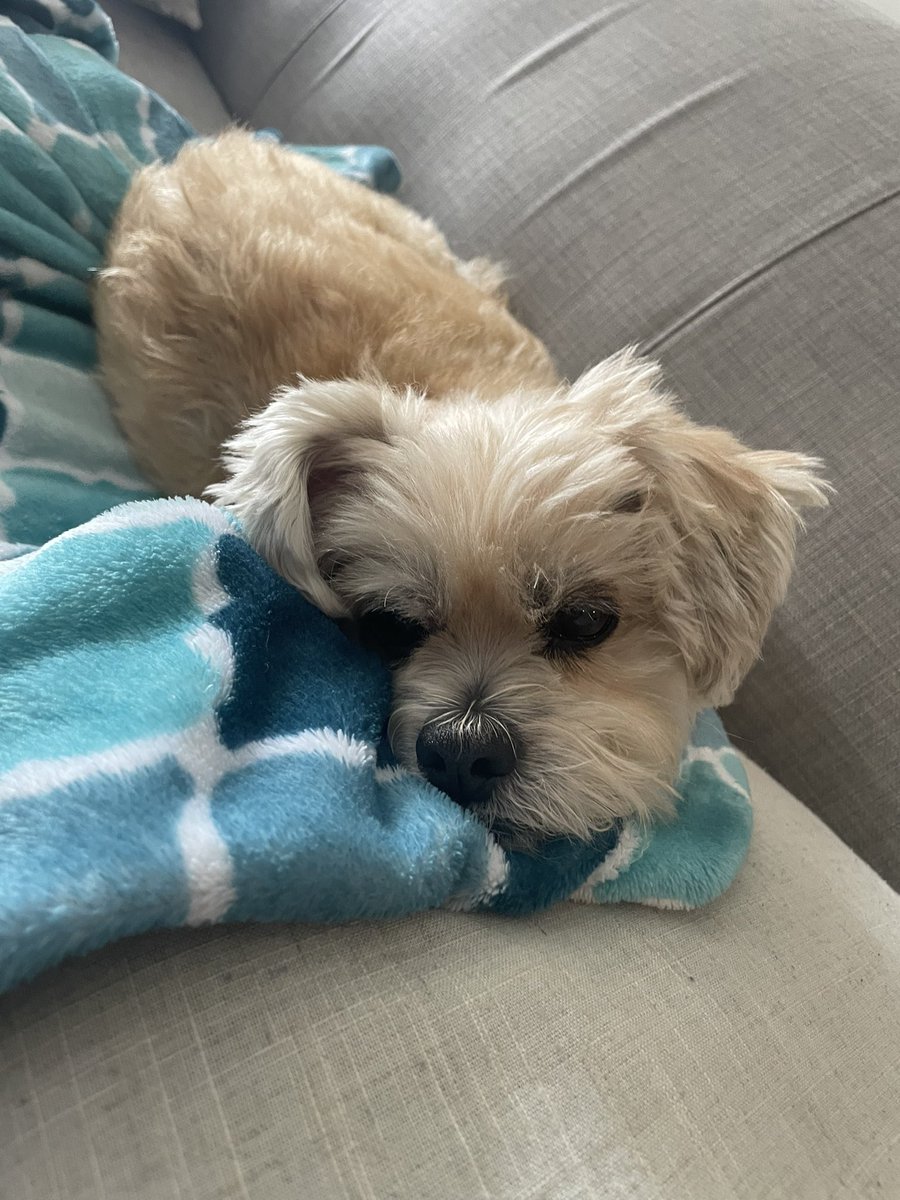 ChiwedeesDaily's tweet photo. Feeling cute and cuddly!! #seniordog #puppy https://t.co/7SpVQtlIhy