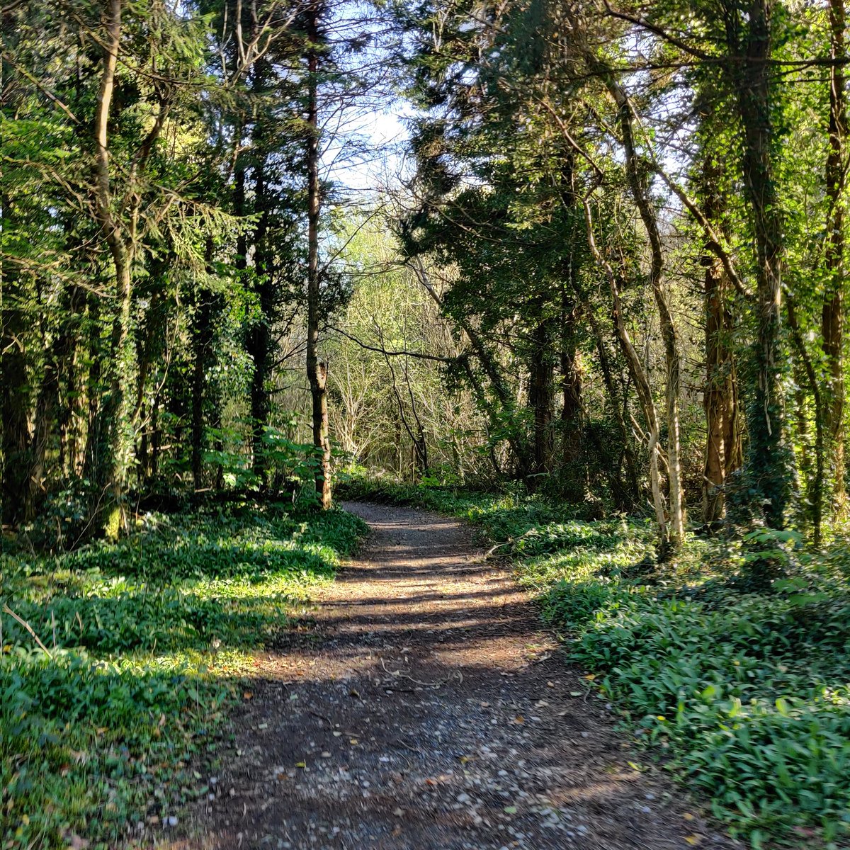 tomasocarthaigh's tweet photo. Walking home from work the scenic route, through #Ballybrit, #MerlinWoods and passing #MerlinCastle #tomcartyphotos #ThePhotoHour https://t.co/4tgm1bhyiH