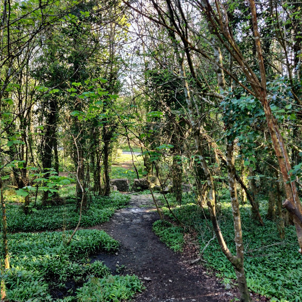 tomasocarthaigh's tweet photo. Walking home from work the scenic route, through #Ballybrit, #MerlinWoods and passing #MerlinCastle #tomcartyphotos #ThePhotoHour https://t.co/4tgm1bhyiH