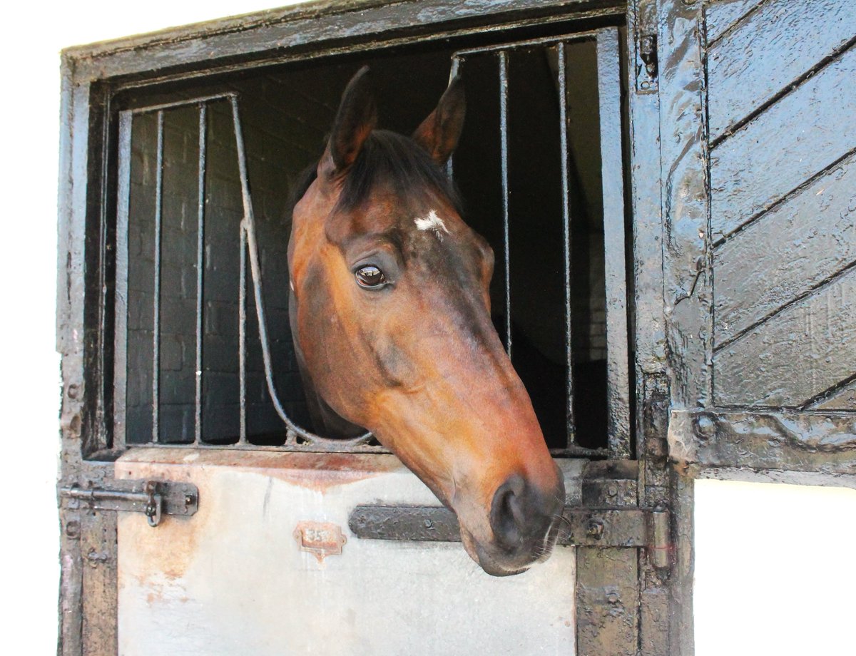 fivestripes's tweet photo. Constitution Hill is such a sweet boy🥰, especially when I gave him some of his🥕for lunch https://t.co/SUW0U95uhR