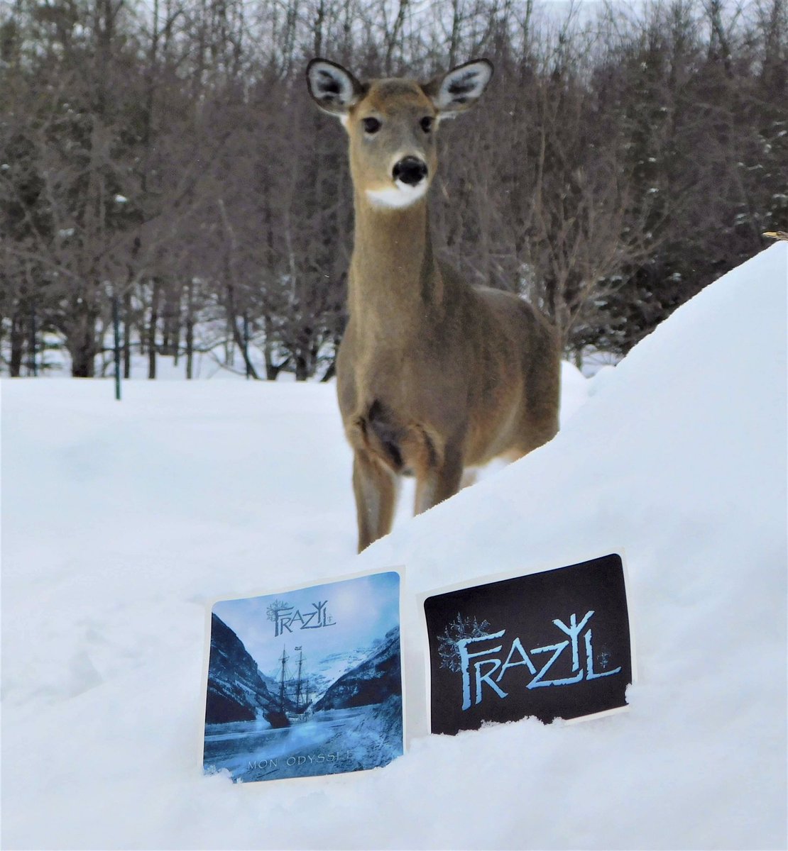 JrDesrosiers's tweet photo. 🌲🦌❄️🌲 Stickers Available / Autocollants Disponibles : https://t.co/NMT1dRWcTE
#DungeonSynth #FrazyL #cerf #chevreuil #nature #music #synth https://t.co/m5IELUHo11