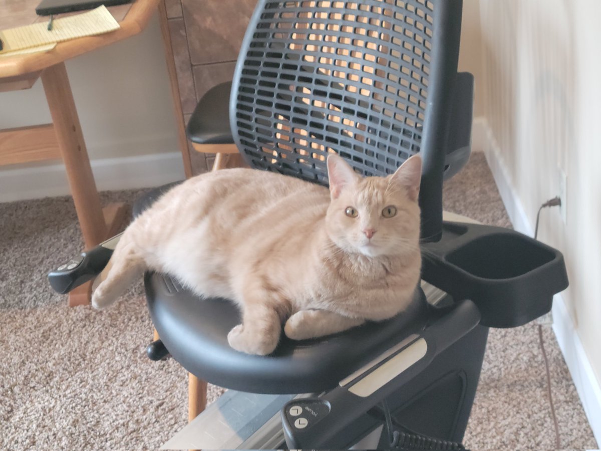 dduboff's tweet photo. Are you ever going to use this again?
#FridayFelines
#Caturday
#CatsOfTwitter https://t.co/TUMWxVp3cE