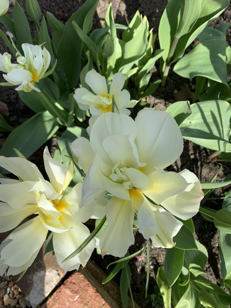 Tulips looking beautiful