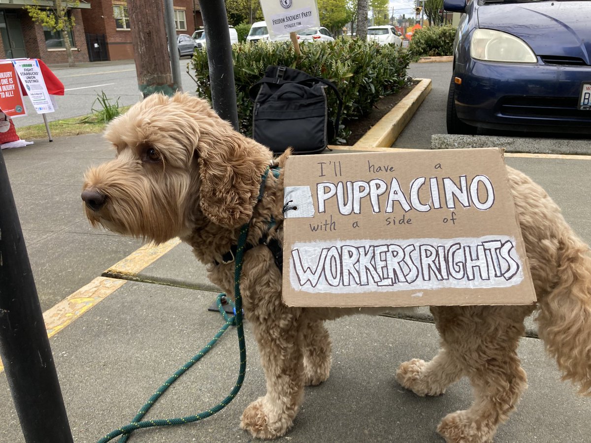 Eastlake Avenue Starbucks in Seattle on strike today with canine support team at the ready!  #Starbucksworkersunited