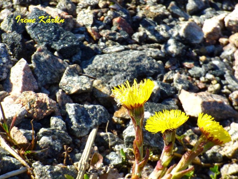 Irene Kårlin tweet media