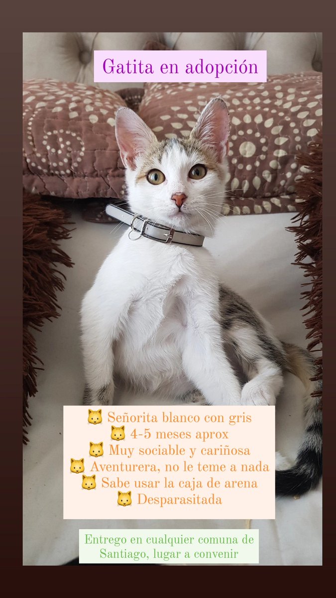 dareal_ph's tweet photo. Hola! Rescaté a estos gatitos y necesito darlos en adopción. Ayúdenme con un RT. Entrego en cualquier comuna de Santiago! https://t.co/UD0II5lRfb