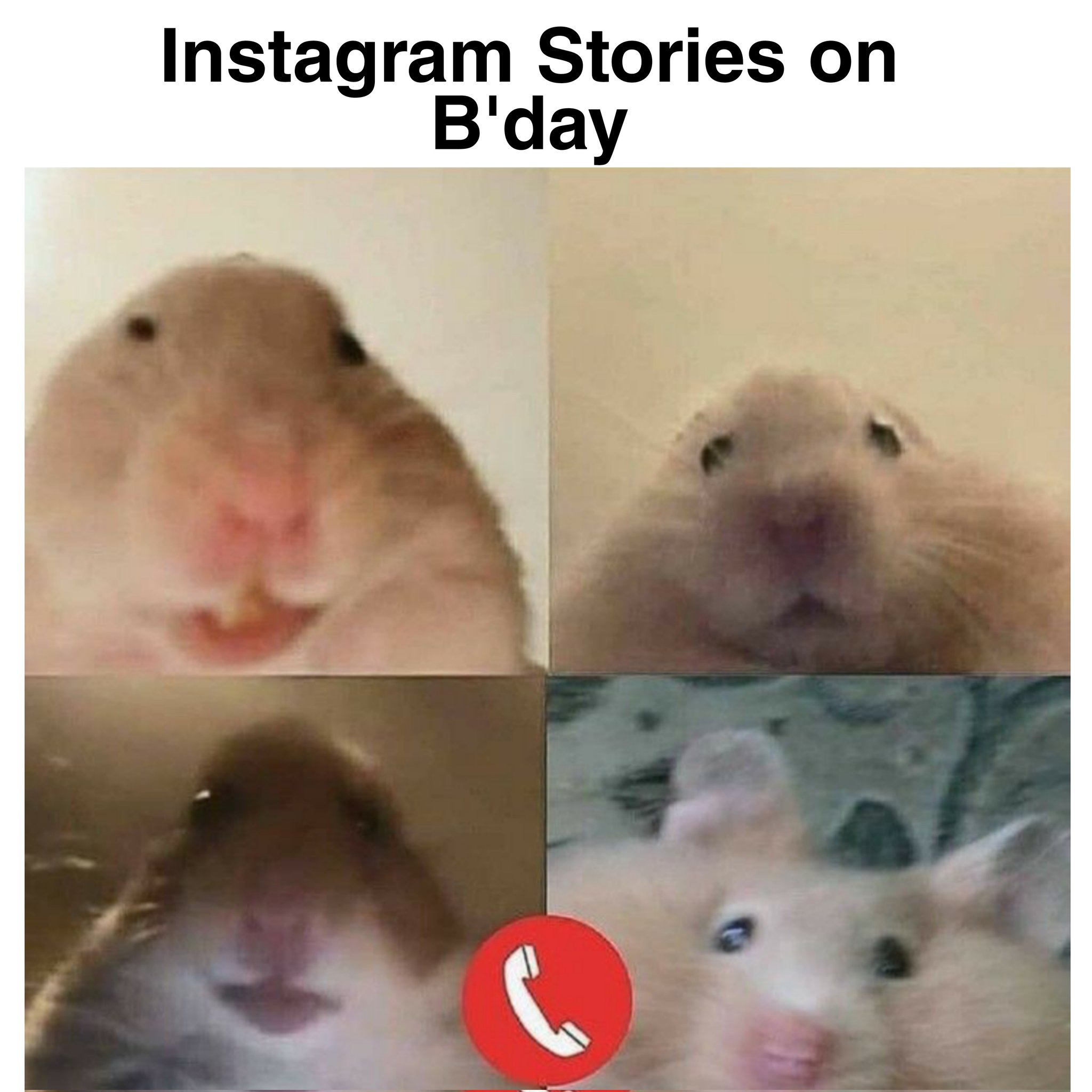 Мемы с хомяками