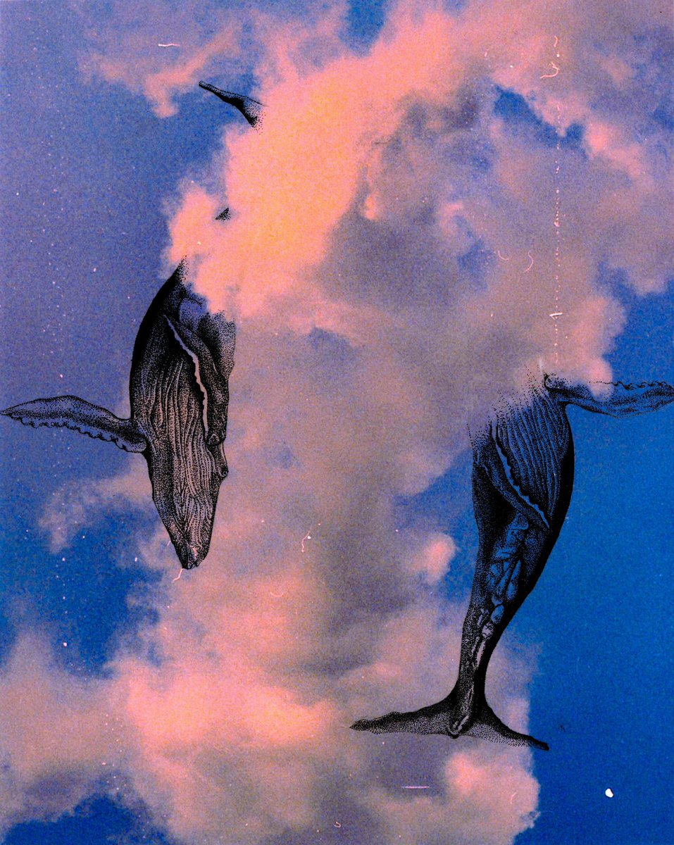 Roni James tweet media