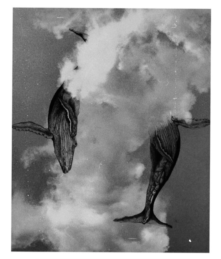 Roni James tweet media