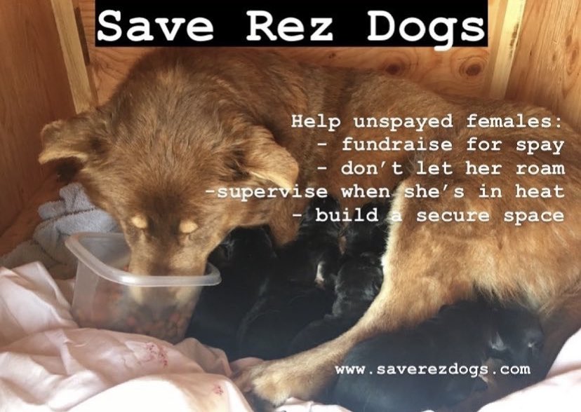 saverezdogs's tweet image. Earth Day 2022! Unspayed female dogs - are definitely the most vulnerable members in our communities. 💔

For the safety of the community and health of the dogs, get them spayed and neutered - even if you can’t afford it, you can fundraise!

#saverezdogs #rezdogs #EarthDay