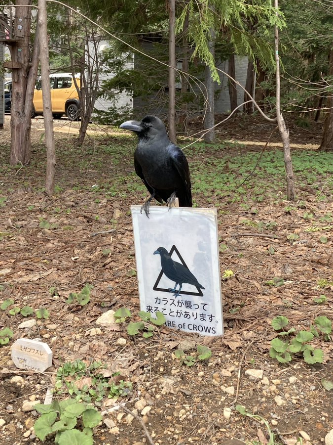 襲いますが 何か カラスが襲って来ることがあります の看板の上でふてぶてしすぎるカラスが目撃される 全文表示 Jタウンネット