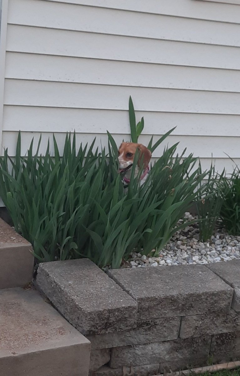 stephen0's tweet photo. #NationalBeagleDay https://t.co/GMUfzlfKfE
