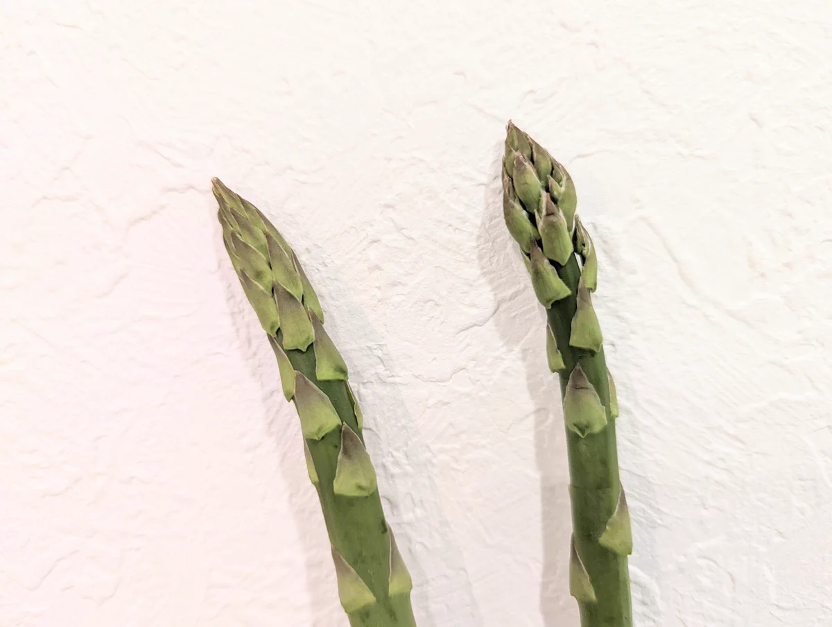 アスパラガスにはオスとメスがいる？！それぞれの見分け方と特徴！