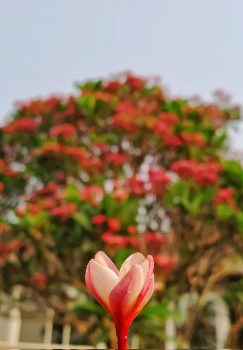 7Ketangharat's tweet photo. 💗 ✿

#kg7photography

#EarthDay2022
#FlowersOnFriday
#Redfrangipani #Plumeriarubra
#flower #beautiful #love  #PhotoOfTheDay #photo #Flowers https://t.co/EY5IRrj6TI