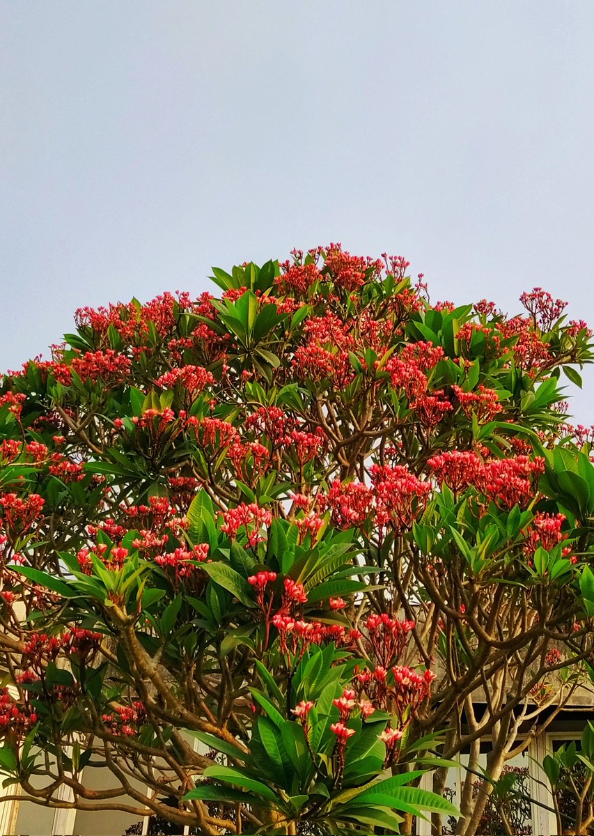 7Ketangharat's tweet photo. 💗 ✿

#kg7photography

#EarthDay2022
#FlowersOnFriday
#Redfrangipani #Plumeriarubra
#flower #beautiful #love  #PhotoOfTheDay #photo #Flowers https://t.co/EY5IRrj6TI