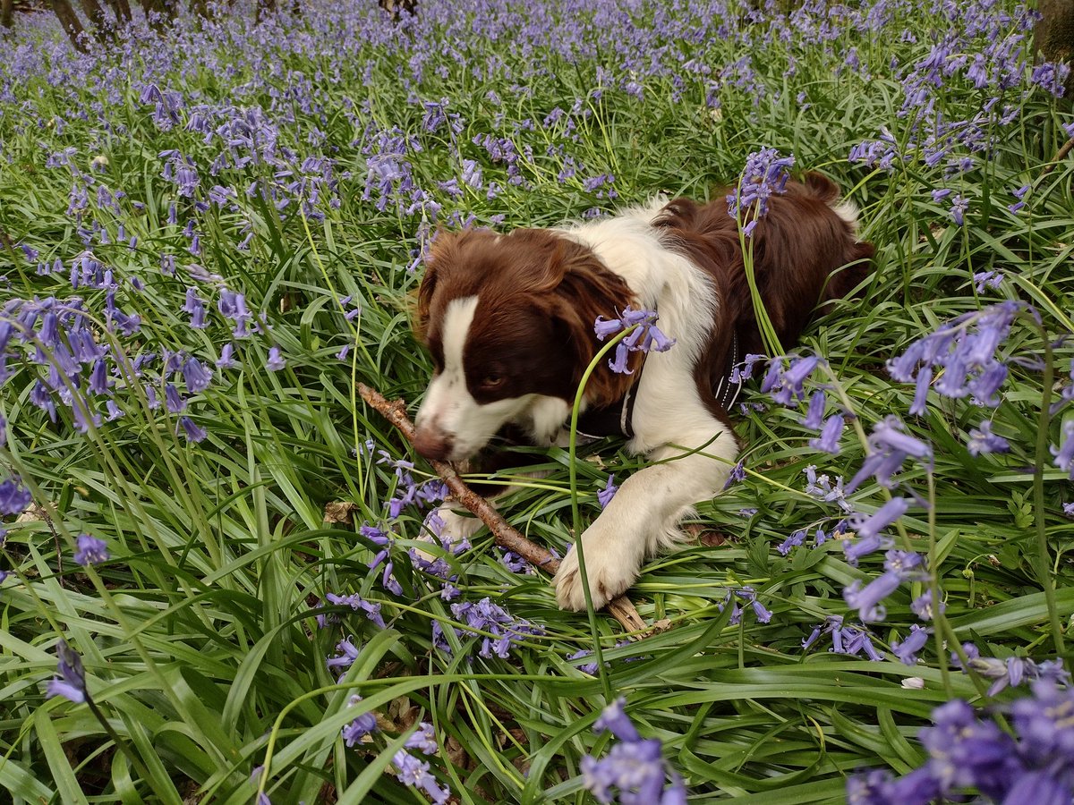 Charles Bowley tweet media