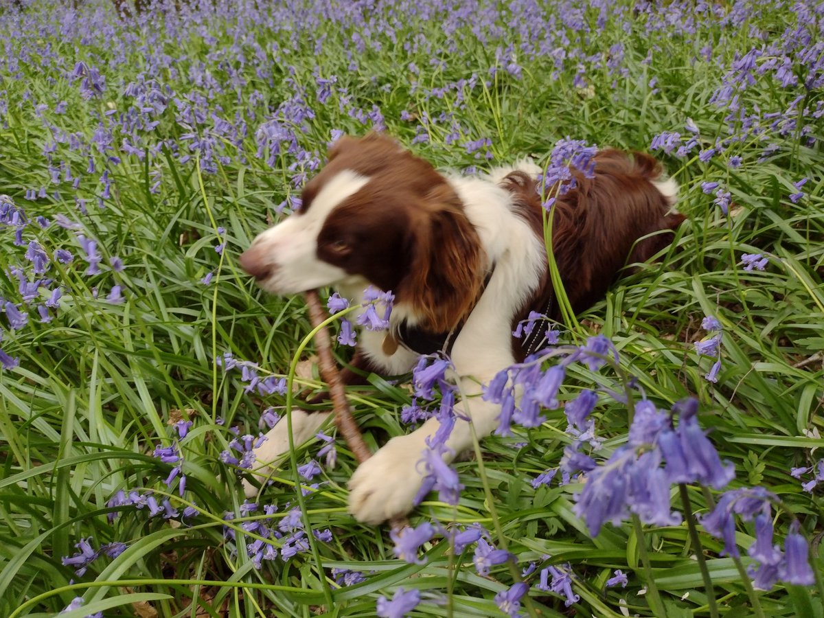 Charles Bowley tweet media