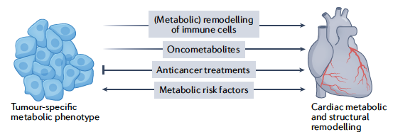 Introducing the concept of "Cardio-Onco-Metabolism"! While much focus in oncology has been on immune-based therapies, there are equal efforts to modulate tumor metabolism for anti-cancer treatment &amp; many of these Rx having CV sequelae! <a href="/NatRevCardiol/">Nature Reviews Cardiology</a> <a href="/NatRevDrugDisc/">Nature Reviews Drug Discovery</a> <a href="/NatureCVR/">Nature Cardiovascular Research</a>