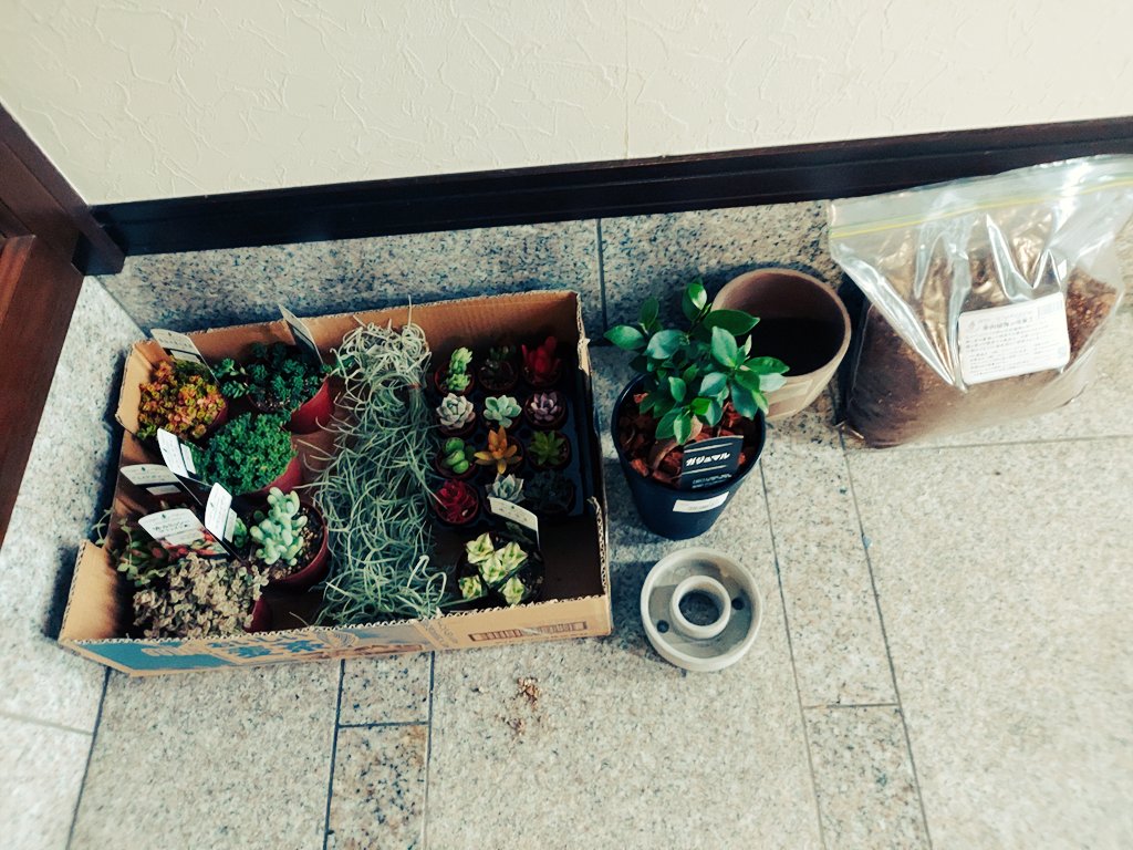 Ta Niku449 とうとう多肉植物を手に入れました 大切に育てたいと思います 多肉植物 イラスト T Co 5yxbksr8qd Twitter