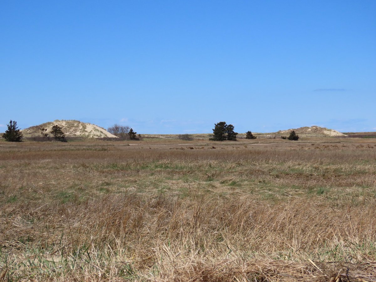 sdoppler2's tweet image. Lily was first to encounter some texture in Eastham today, including the mysterious dune pyramids. 
#AprilTextureChallenge