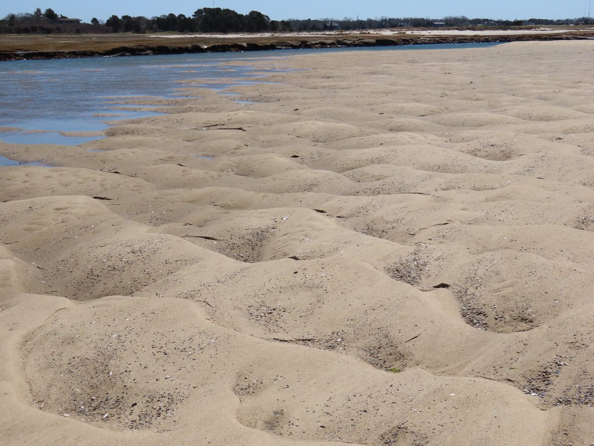 sdoppler2's tweet image. Lily was first to encounter some texture in Eastham today, including the mysterious dune pyramids. 
#AprilTextureChallenge