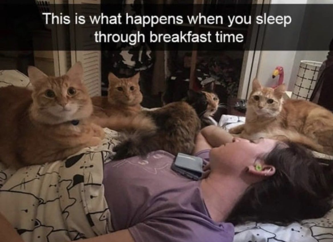 dcd728's tweet photo. When you #sleep through #breakfast the #kitty #brigade makes its presence known! #feedus #getupmom #Caturday https://t.co/YdYSFL84LV