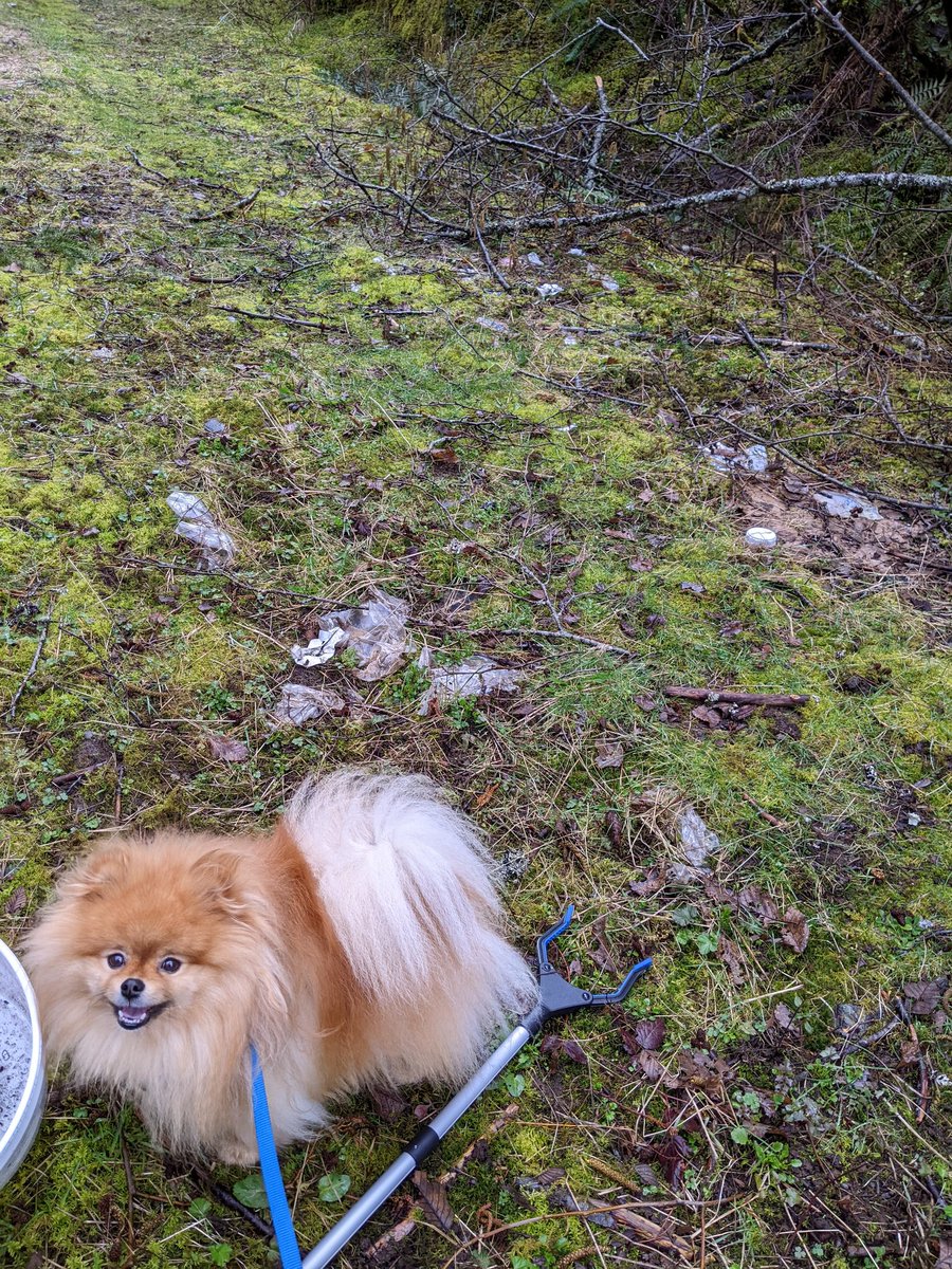 odiesislandlife's tweet photo. I found this patch of garbage in the woods a couple weeks ago finally made it back with my grabber and bucket to tackle it Odie loves to find treasures for me lol mostly old bones 🤣 #EarthDay2022 #westcoast #islandlife #earthdog https://t.co/9k9LZO5LBM