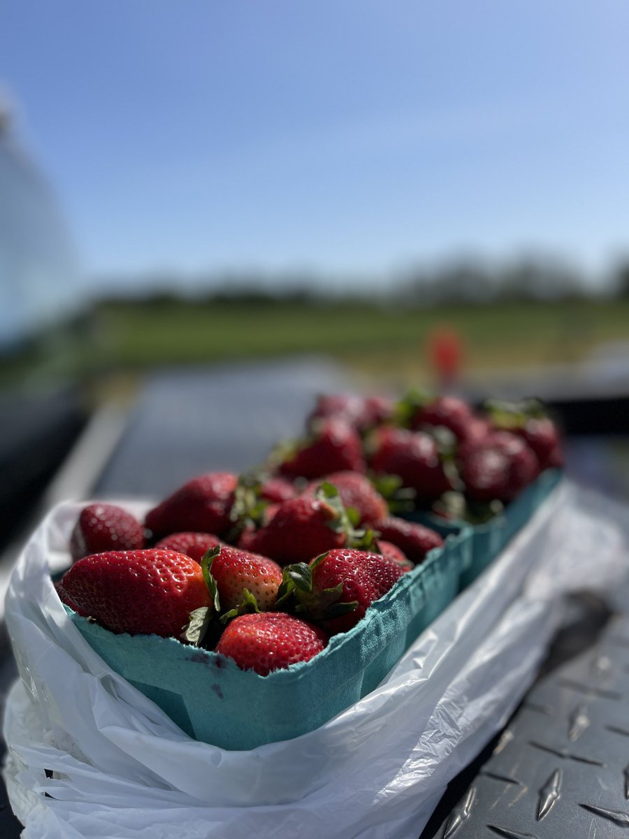 ilmpirate_kj's tweet photo. #PickinStrawberries=β€οΈ #NCgoodness https://t.co/VCObouVdmM